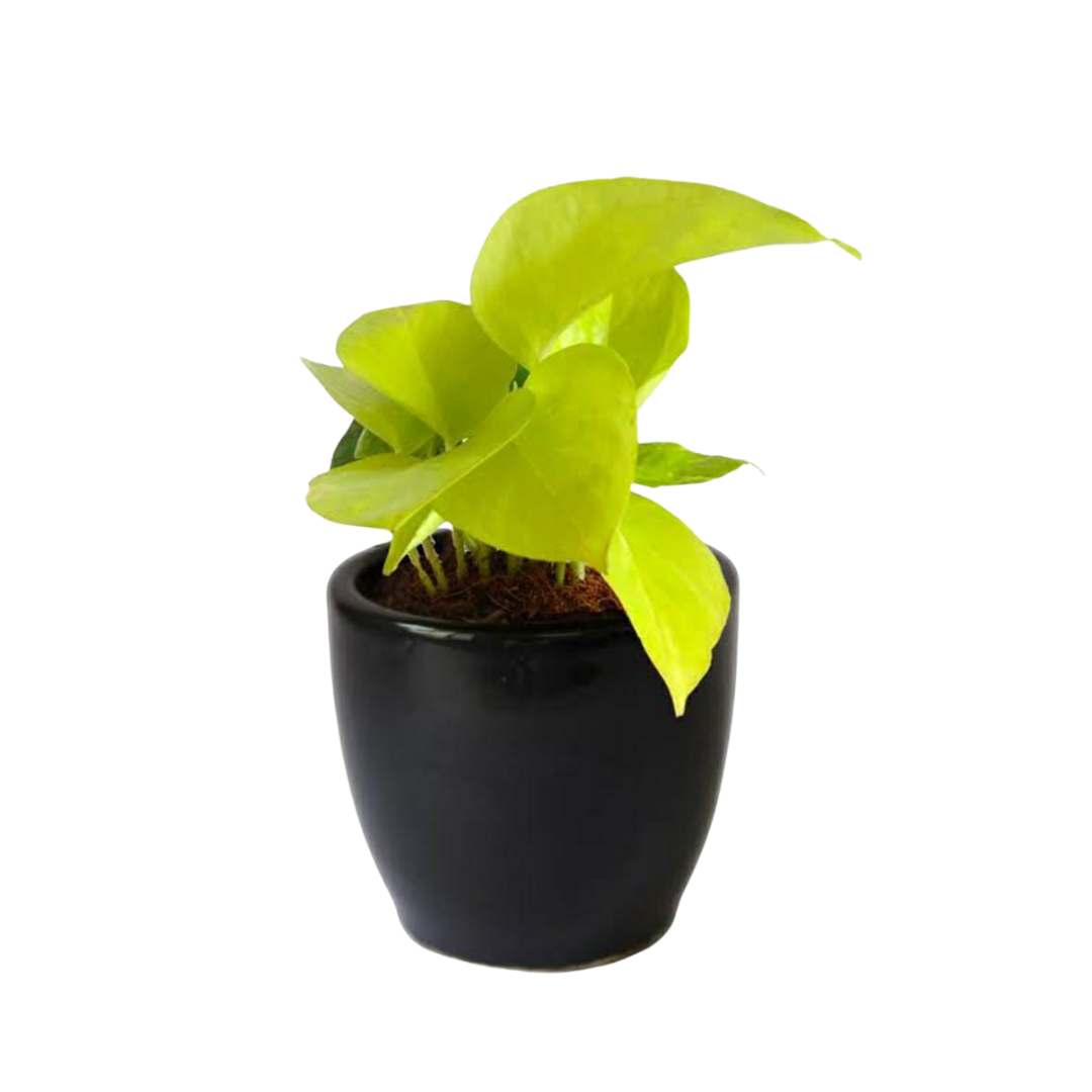 Happiness-themed plant combo
