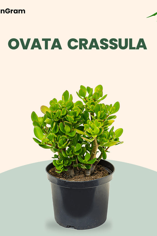 Indoor air-purifying plant set
