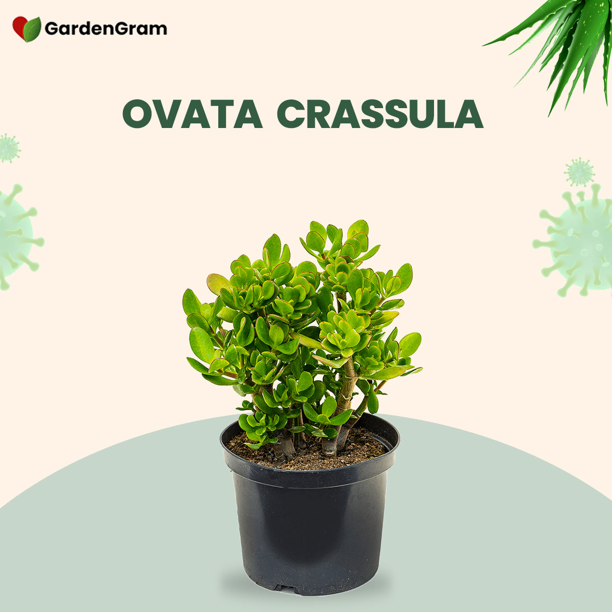 Indoor air-purifying plant set
