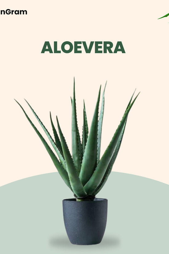 Indoor air-purifying plant set
