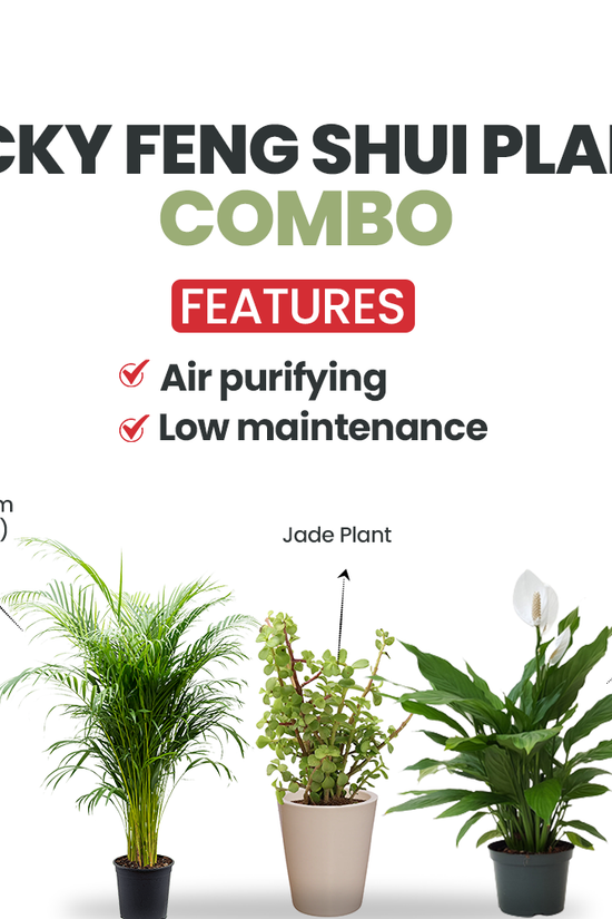 Lucky plants combo for positivity
