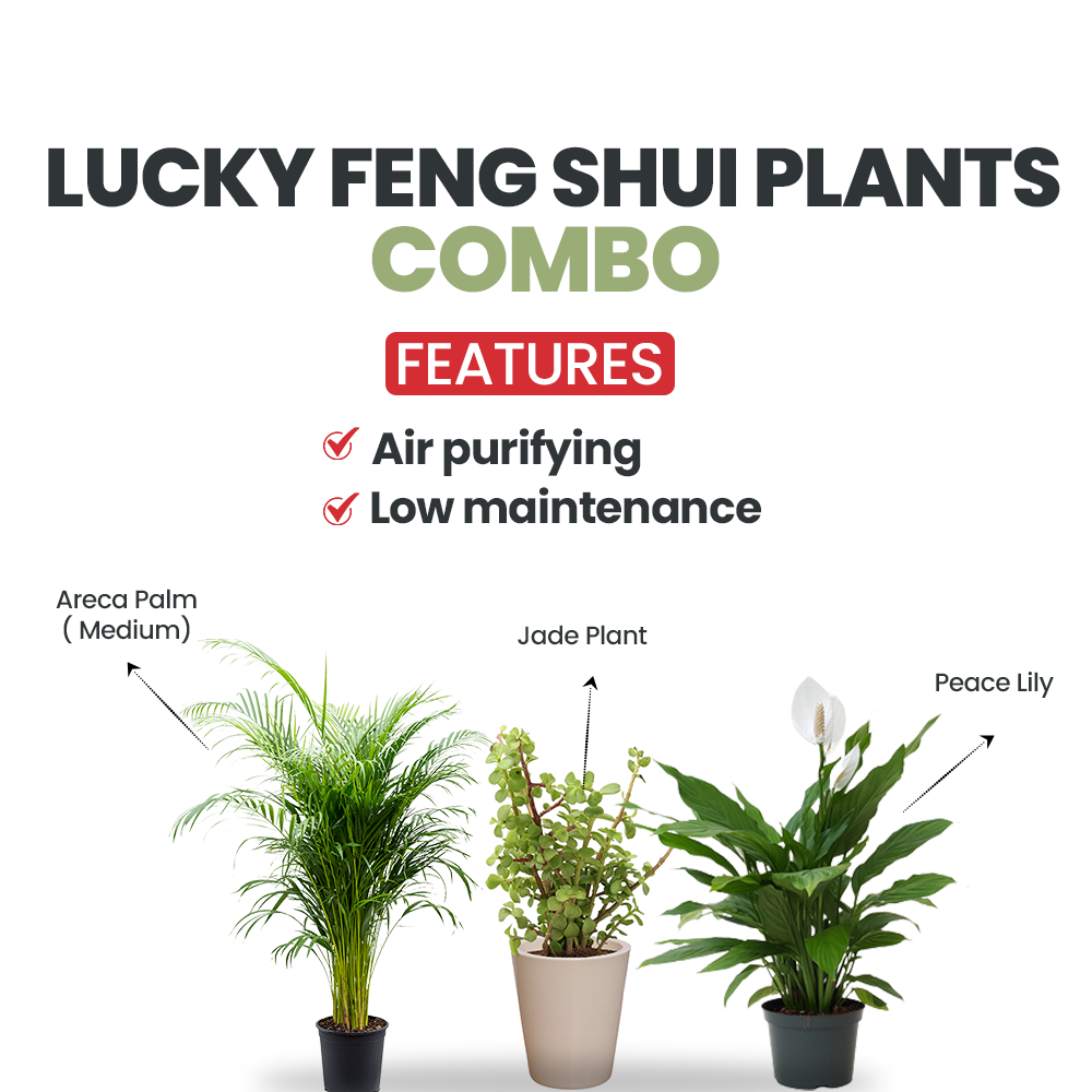 Set of Lucky Feng Shui Plants - Gardengram