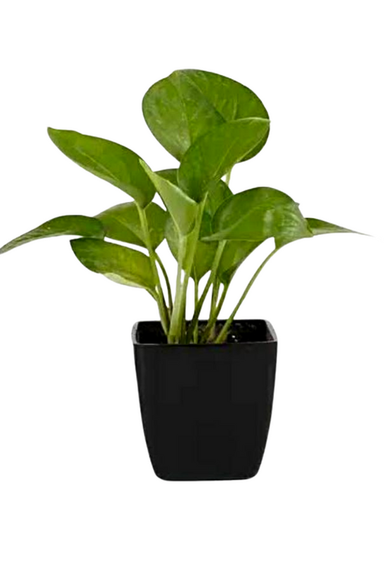 Happiness-themed plant combo
