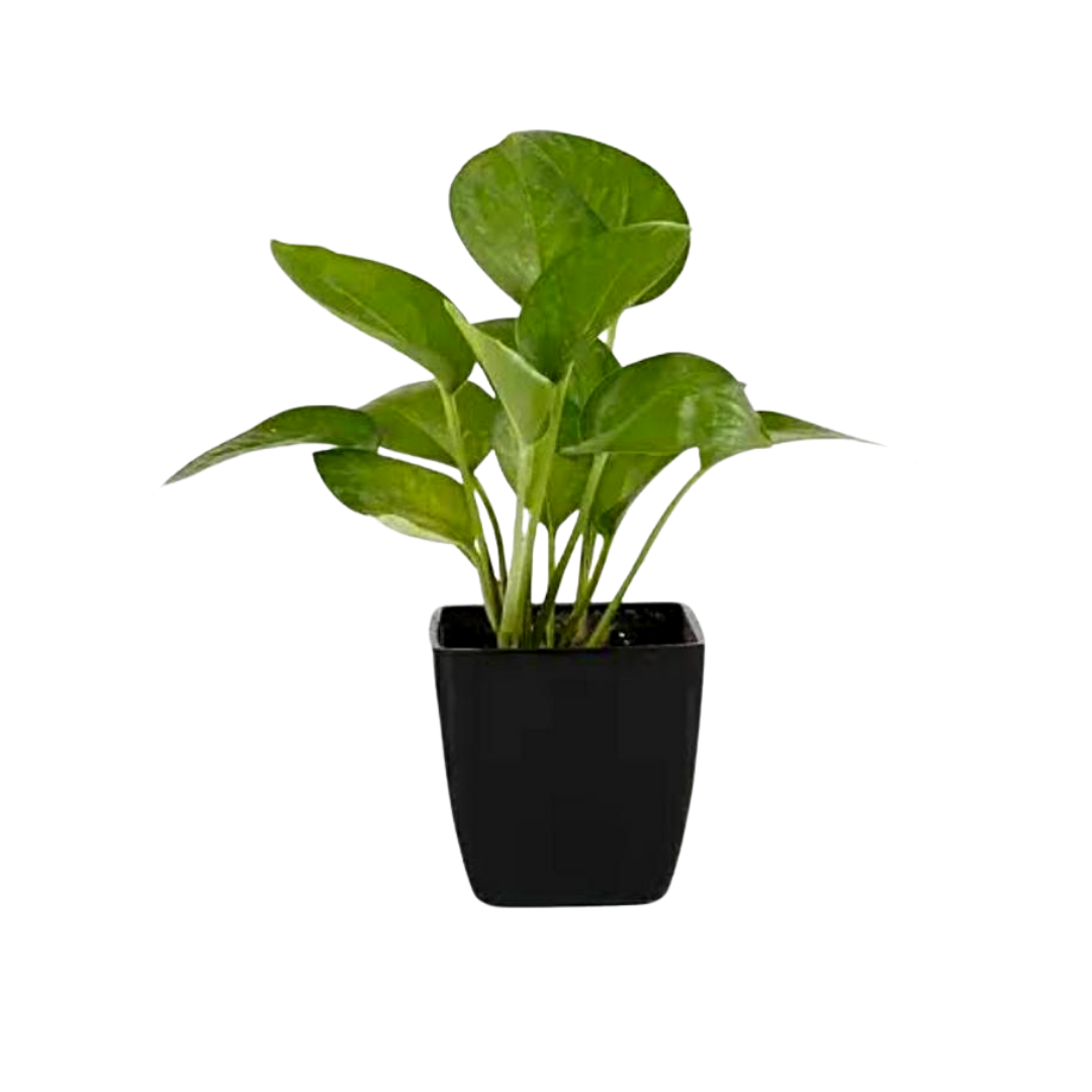 Happiness-themed plant combo
