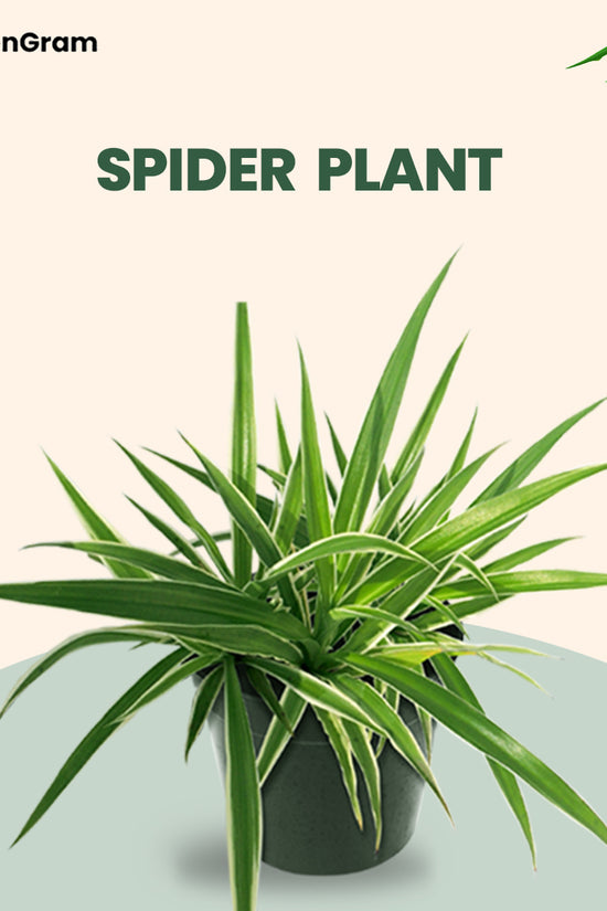 Indoor air-purifying plant set
