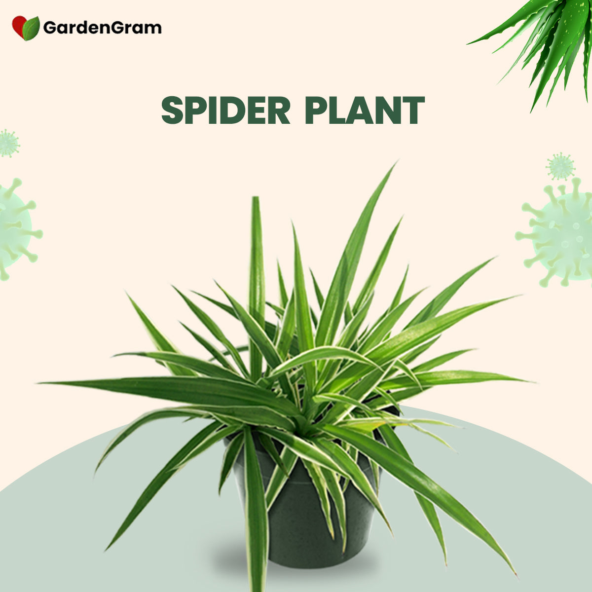 Air Purifying Plants Combo - Gardengram