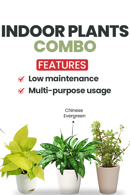 Pothos, Jade, Evergreen combo
