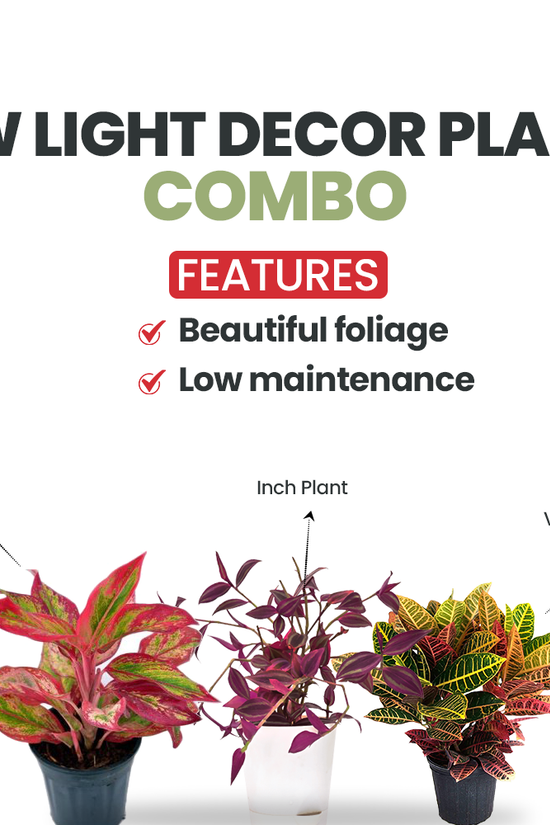 Indoor plant set for dark rooms
