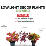 Combo of 3 Low Light Decor Plants