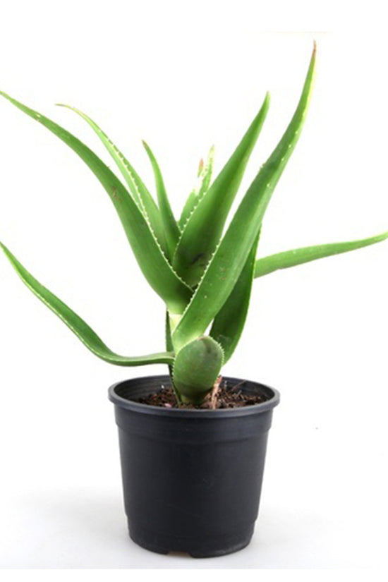 Aloe vera indoor plant

