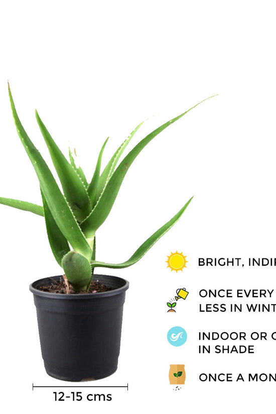 Aloe vera indoor plant
