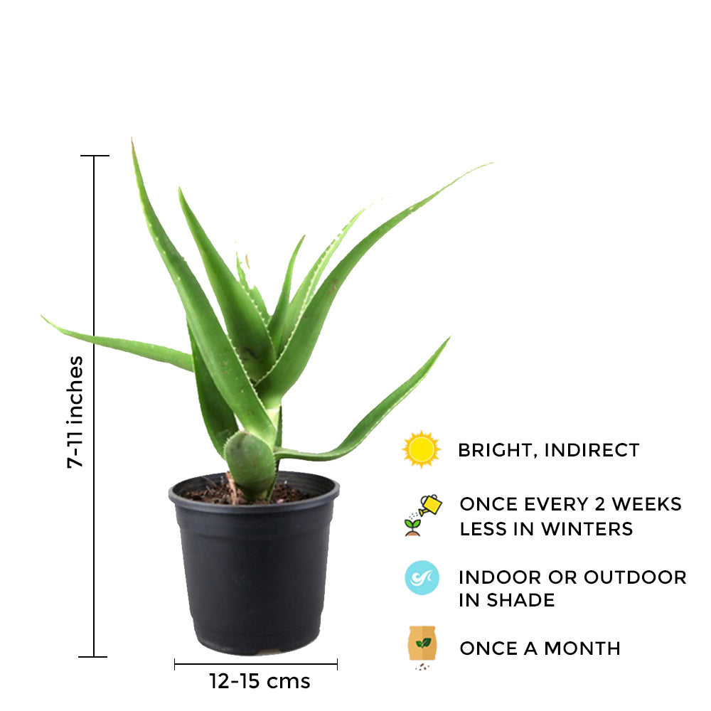 Aloe Vera Plant Air Purifier Indoor Plants for Home/Office Gardengram