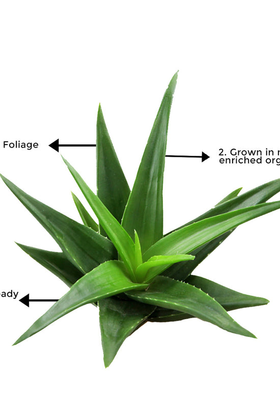 Aloe vera indoor plant
