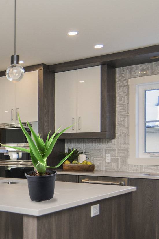 Aloe vera indoor plant
