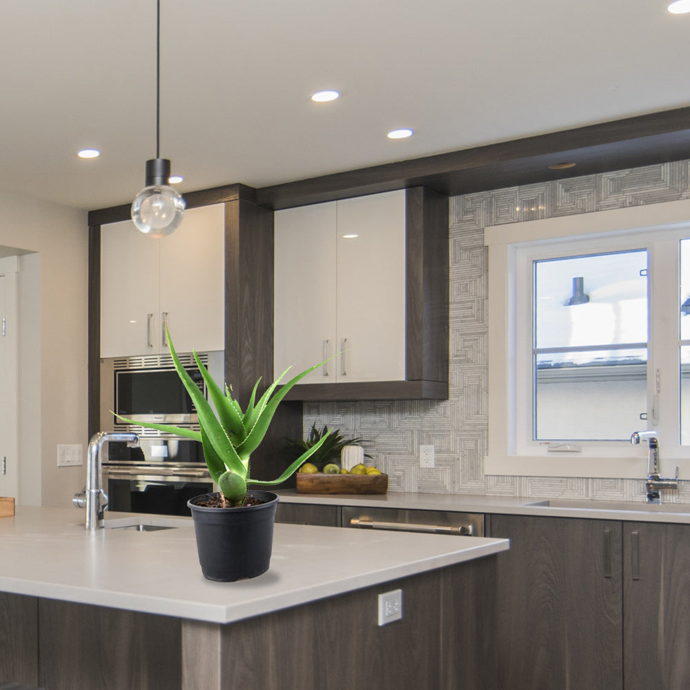 Aloe vera indoor plant
