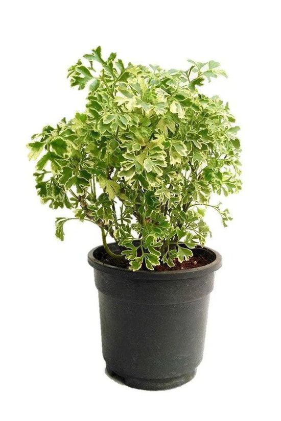 Aralia variegated indoor plant
