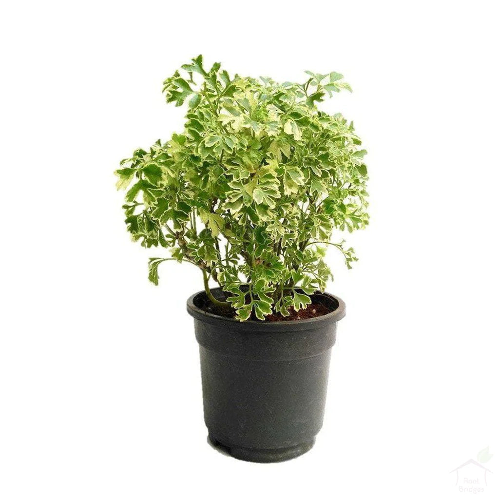 Aralia variegated indoor plant
