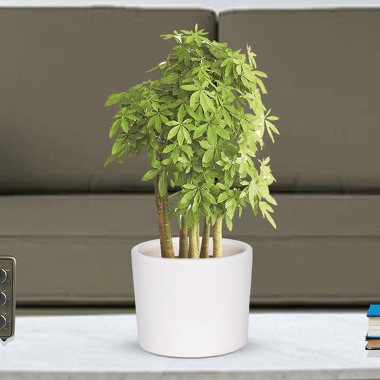 White ceramic pot - simple and classy
