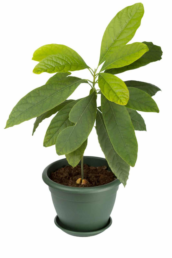 Avocado tree sapling - grafted variety
