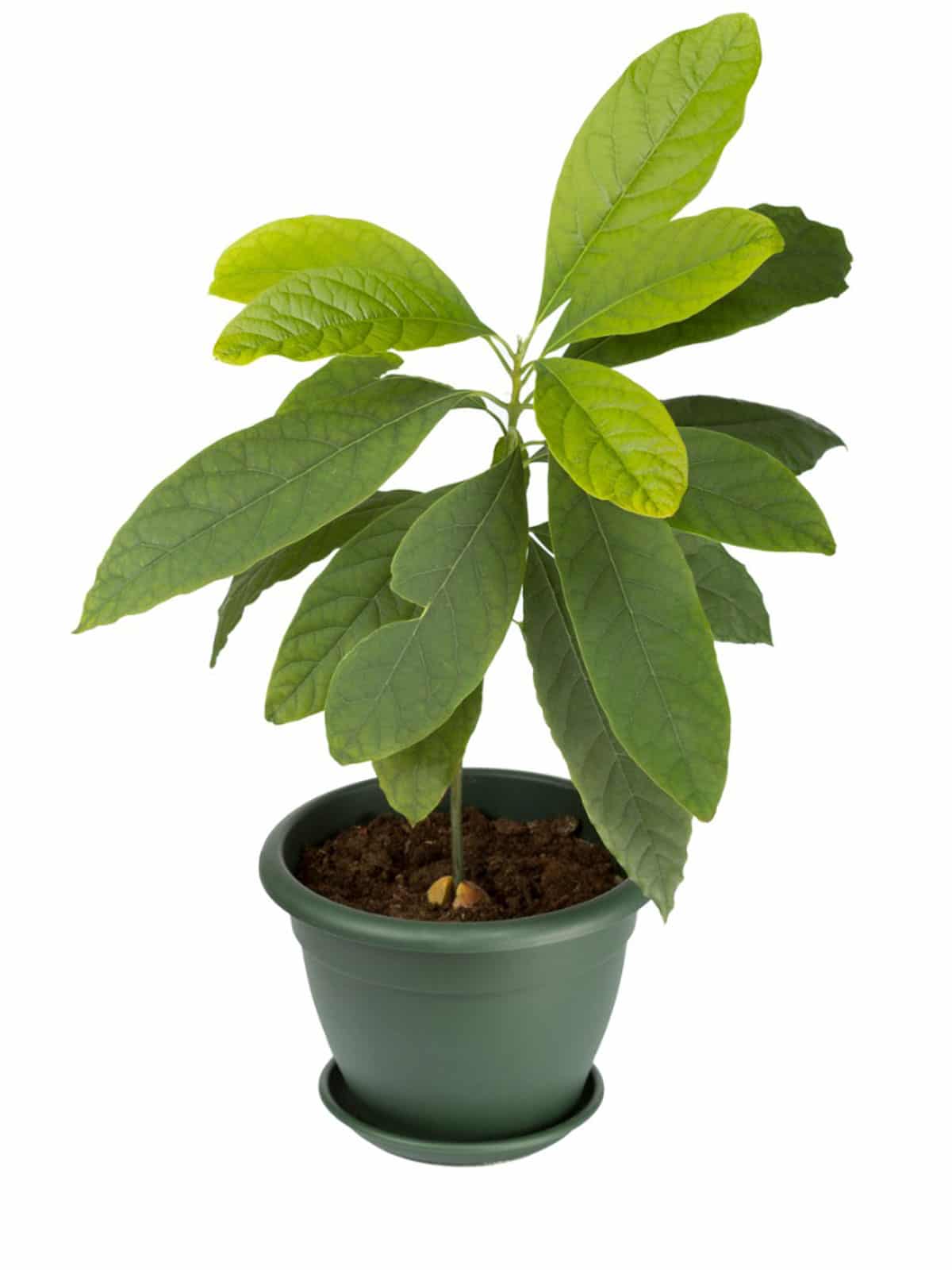Avocado tree sapling - grafted variety
