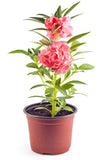 Balsam Plant - Gardengram