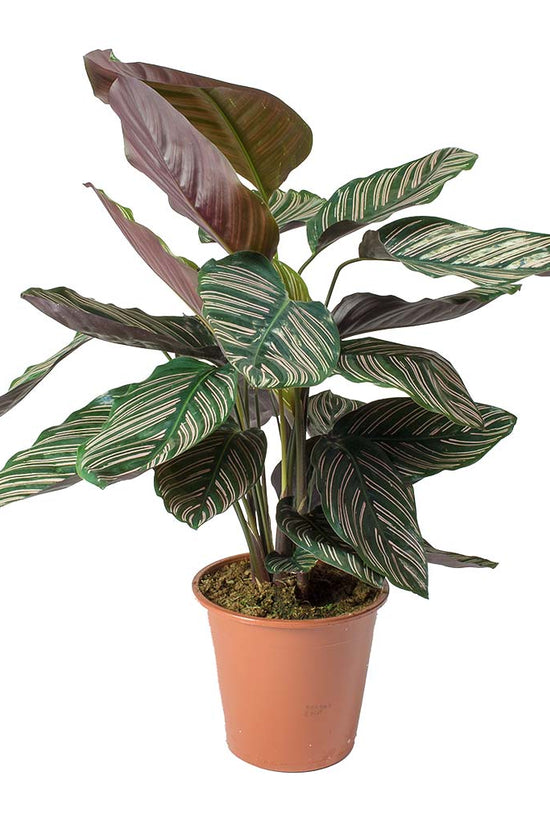 Calathea Sanderiana air purifier
