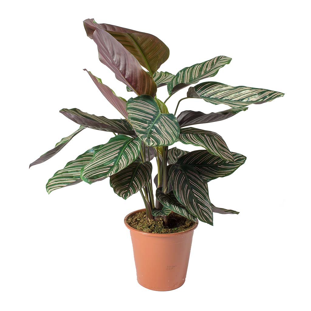 Calathea Sanderiana air purifier
