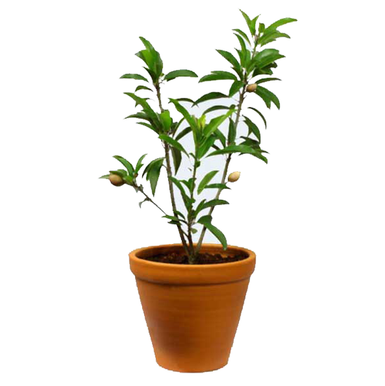 Dwarf chikoo plant for containers
