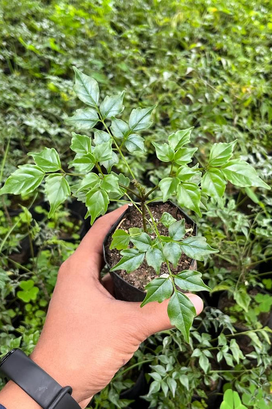 Small indoor China Doll plant
