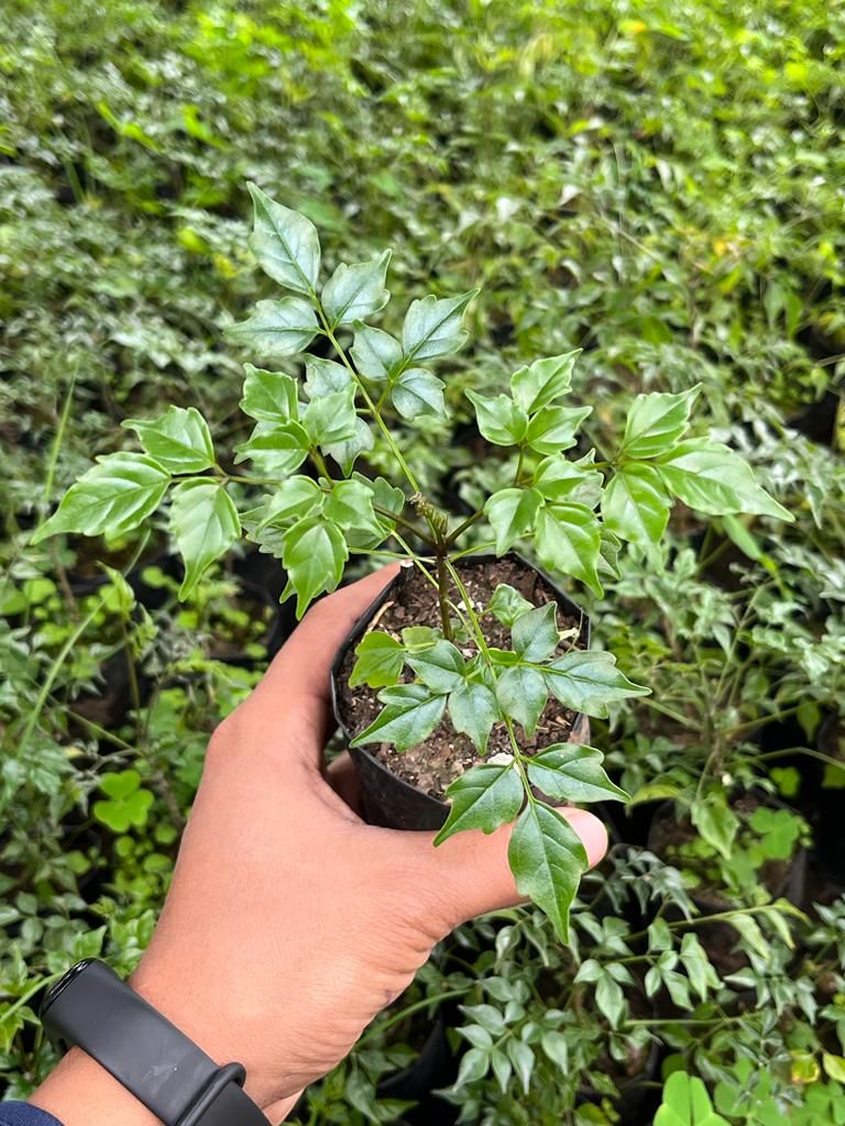 Small indoor China Doll plant
