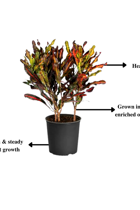 Croton Mammy indoor ornamental plant
