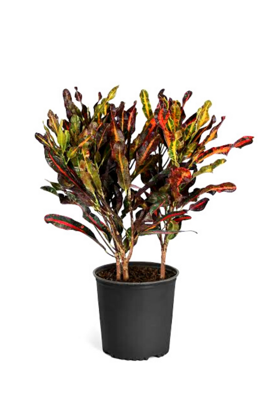Croton Mammy indoor ornamental plant
