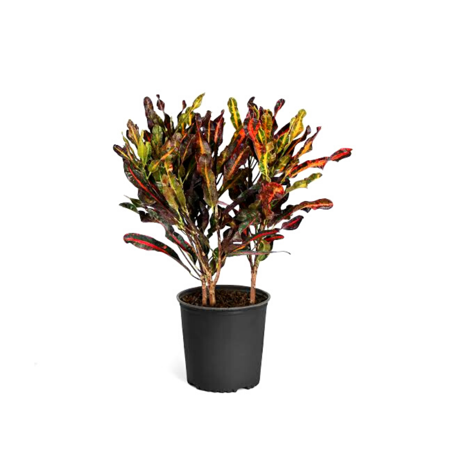 Croton Mammy indoor ornamental plant
