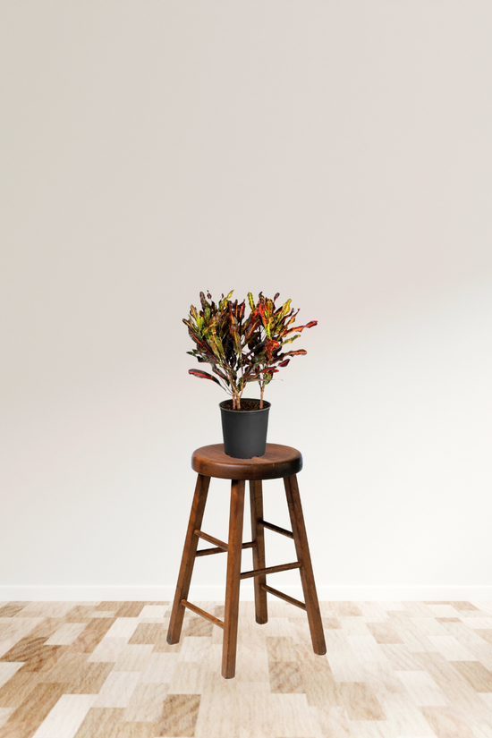 Croton Mammy indoor ornamental plant
