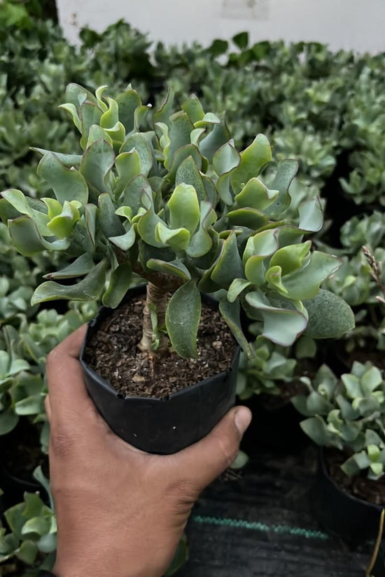 Crassula ovata curled jade plant
