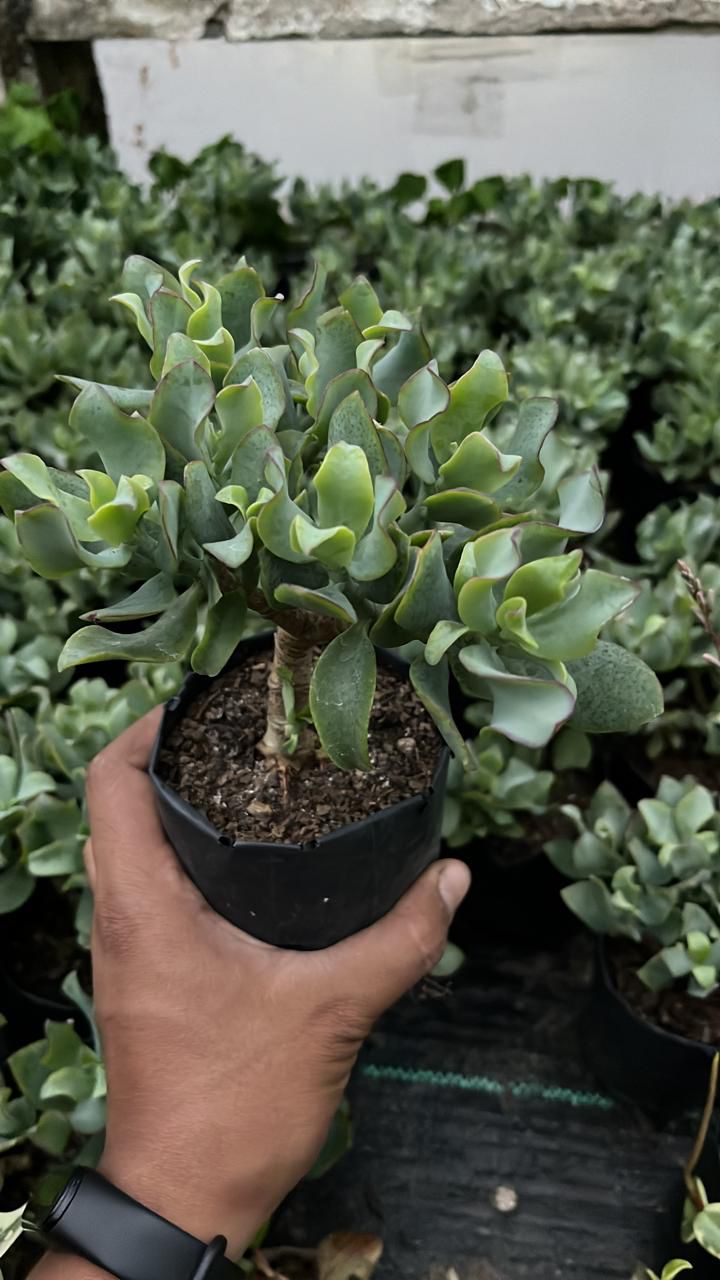 Crassula ovata curled jade plant
