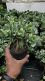 Curly Jade Plant