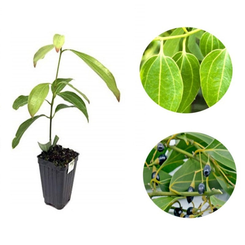 Dalchini plant (Cinnamomum)
