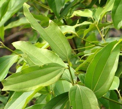 Dalchini plant (Cinnamomum)
