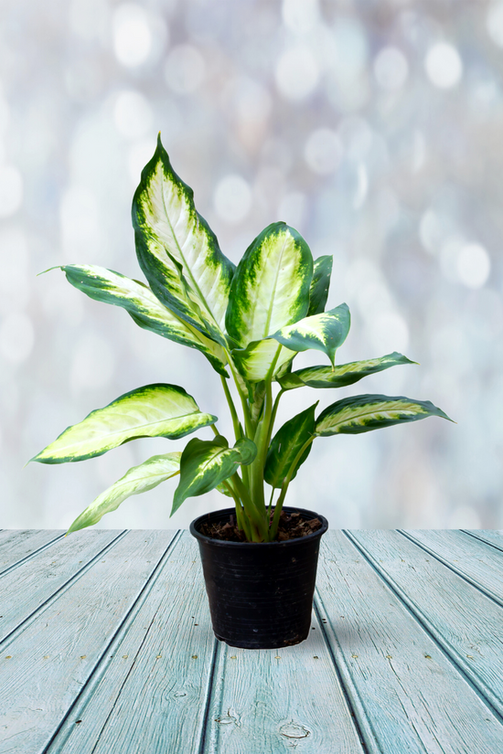 Dieffenbachia (Dumb Cane) plant
