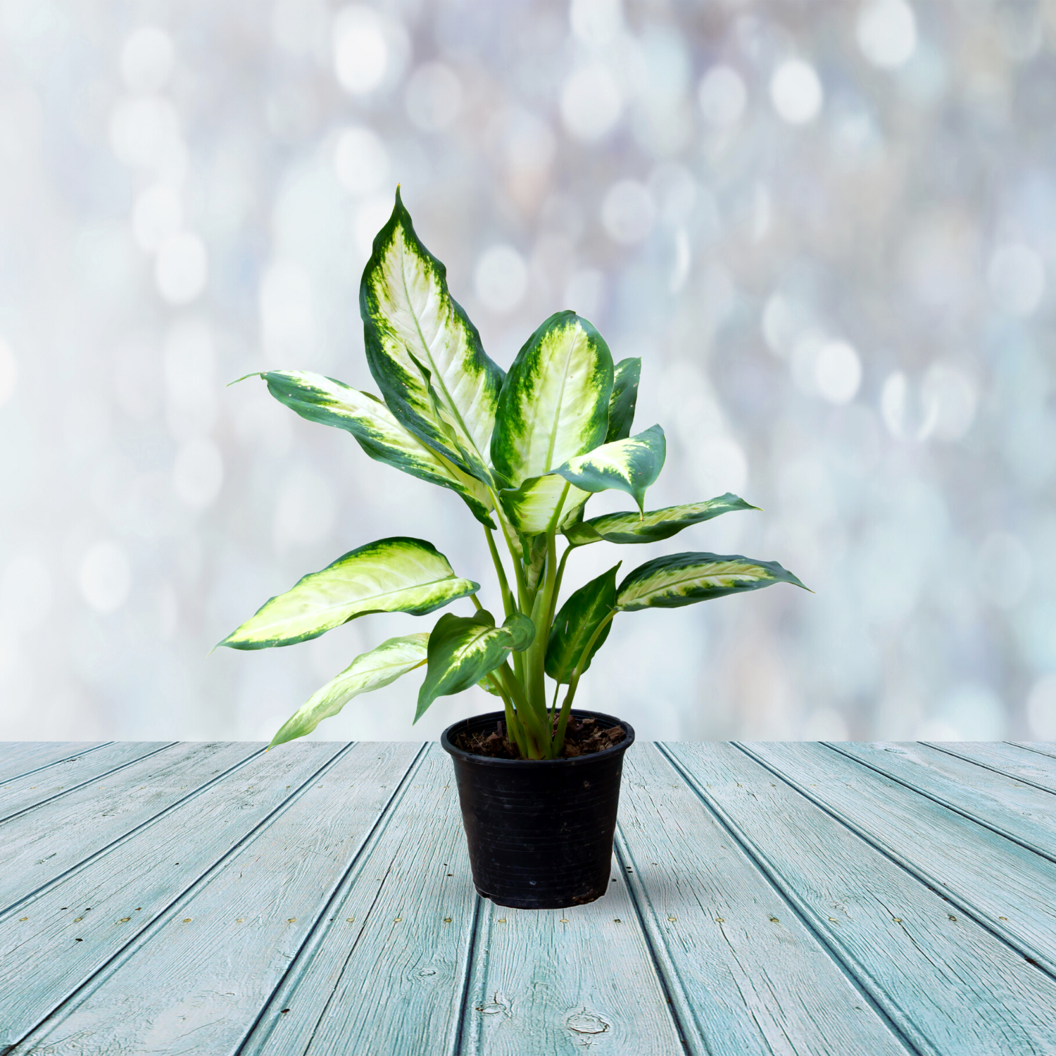 Dieffenbachia (Dumb Cane) plant
