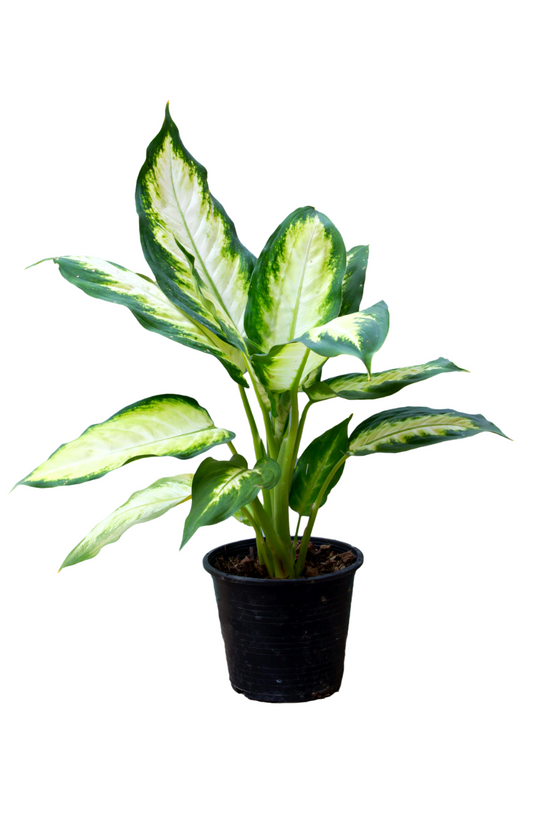 Dieffenbachia (Dumb Cane) plant
