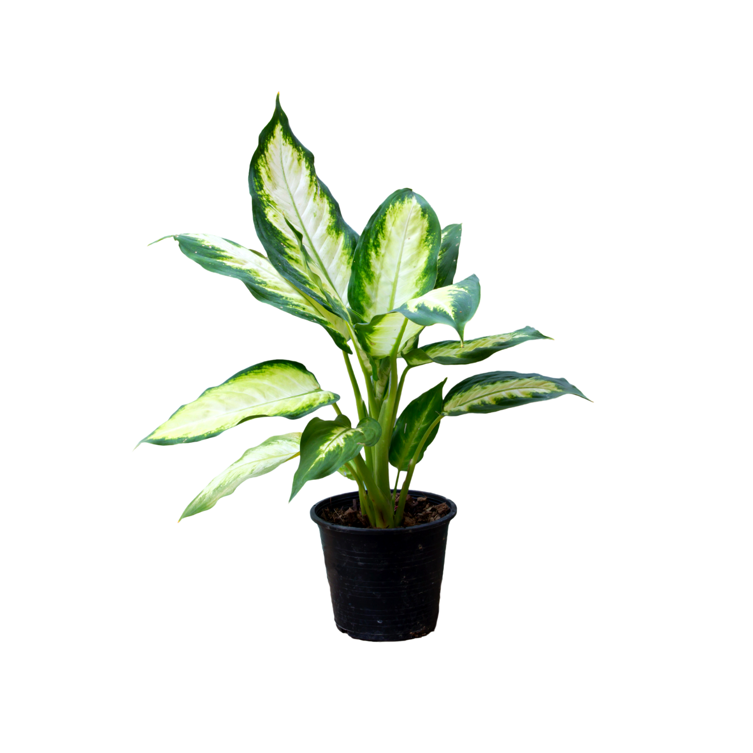 Dieffenbachia Plant | Dumb Cane Plant | Plant for entrance | Good foliage Plant - Gardengram