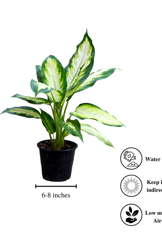 Dieffenbachia (Dumb Cane) plant

