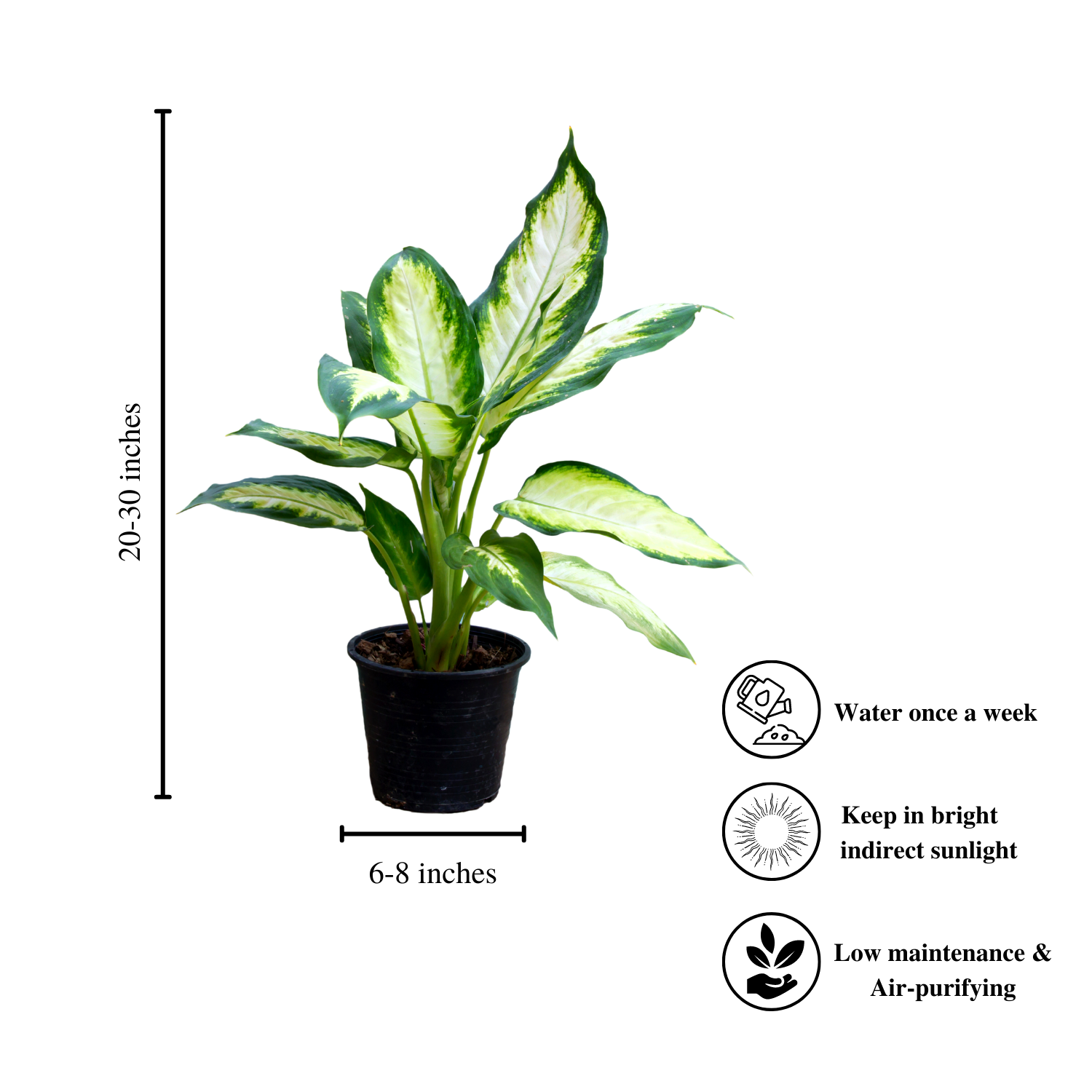 Dieffenbachia (Dumb Cane) plant

