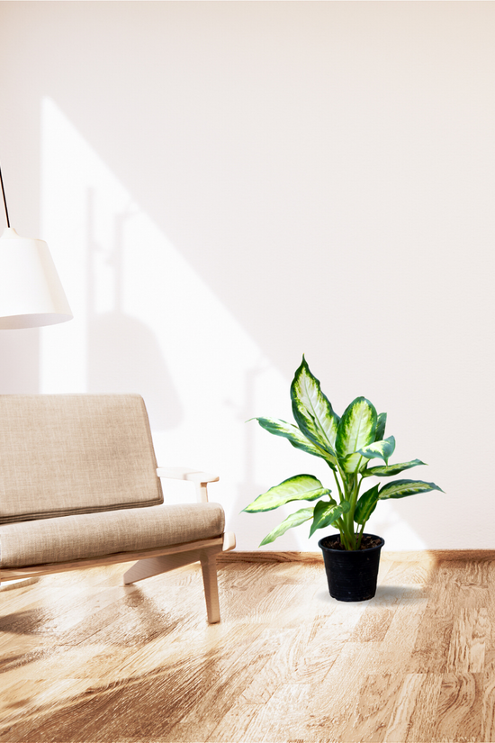 Dieffenbachia (Dumb Cane) plant
