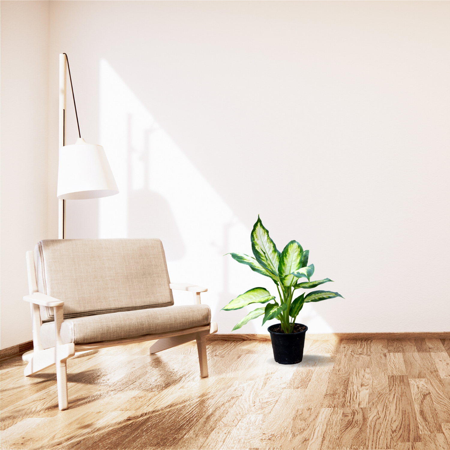 Dieffenbachia (Dumb Cane) plant
