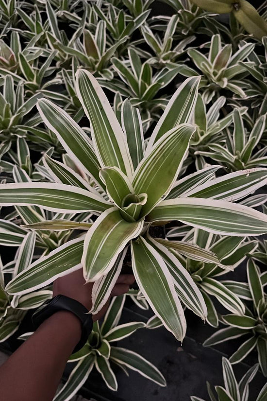 Tall Dracaena Victoria for home/office
