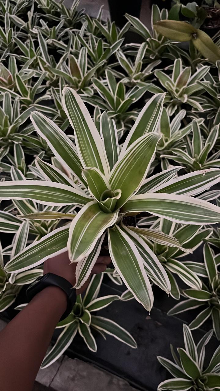dracaena fragrans victoriae Dracaena Victoria Plant – Gardengram