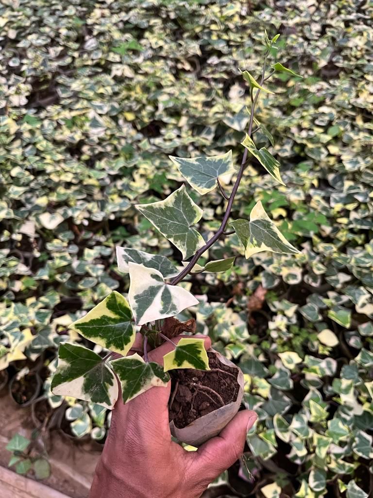 English Ivy